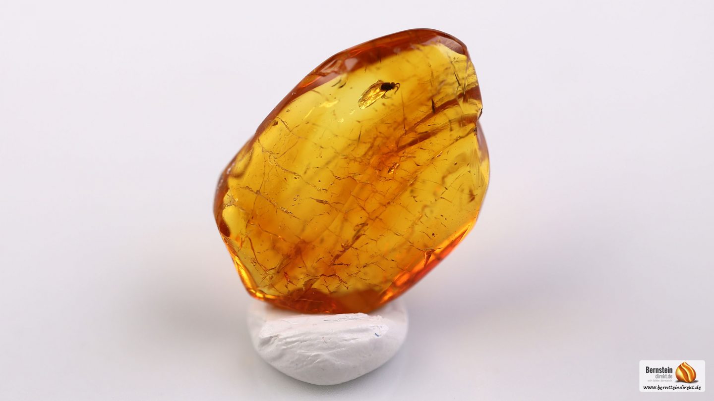 Pilzmücke als Inkluse, Mücke als Einschluss im Baltischen Bernstein